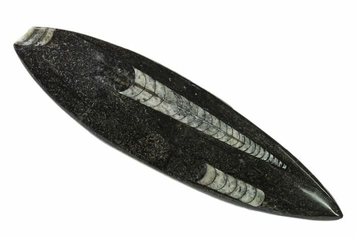 Bargain Polished Fossil Orthoceras (Cephalopod) - Morocco #138424